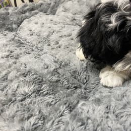 Shih Tzu Puppies from TACG