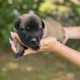 Red collar - Black brindle male Dutch Shepherd puppy in Van Nuys, California from TriForce K9