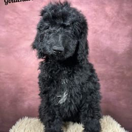 E. L. F. - Black male Goldendoodle puppy in Grove, Oklahoma from Guinn Family Farms