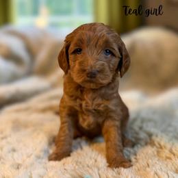 Teal girl - Red  female Goldendoodle puppy in Valdese, North Carolina from Doodling All Day Goldendoodles