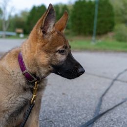 Belgian Malinois, Dutch Shepherd, and German Shepherd Puppies from Stay Wild K9