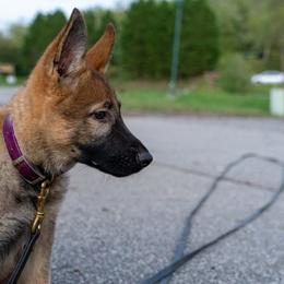 Belgian Malinois, Dutch Shepherd, and German Shepherd Puppies from Stay Wild K9