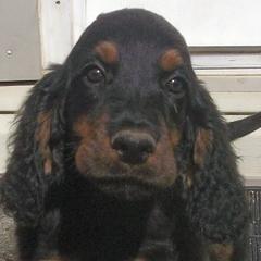 English Setter, Golden Retriever, and Gordon Setter Puppies from Katherine's Gordon Setters, English Setters, and Golden Retrievers