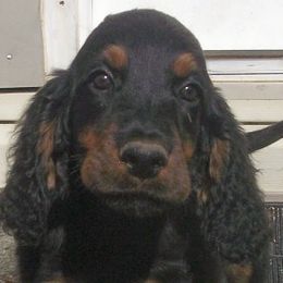 English Setter, Golden Retriever, and Gordon Setter Puppies from Katherine's Gordon Setters, English Setters, and Golden Retrievers
