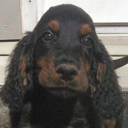 English Setter, Golden Retriever, and Gordon Setter Puppies from Katherine's Gordon Setters, English Setters, and Golden Retrievers