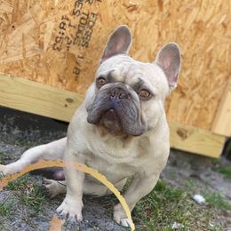 Rasta - French Bulldog