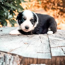 Lanakai - Black tri Miniature Australian Shepherd puppy in Shingletown, California from Whiskeytown Aussies