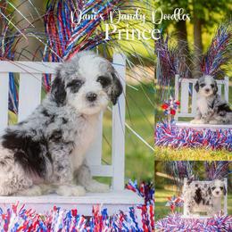 Prince - Blue merle male Aussiedoodle puppy in Roebuck, South Carolina from Dani's Dandy Doodles