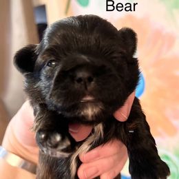 Bear - Tricolor male Shih Tzu puppy in Wilkesboro, North Carolina from Frannie and Annie Shih Tzu Babies