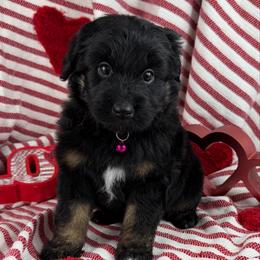 Katy - Black phantom female Aussiedoodle puppy in Grinnell, Iowa from Rural Iowa Aussies & Doodles