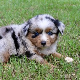 Kreed - Blue merle male Miniature Australian Shepherd puppy in Paris, Texas from Kuttin’ Up Mini Aussies
