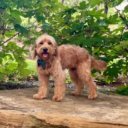 Ohana - Goldendoodle
