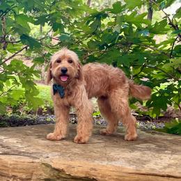 Ohana - Goldendoodle