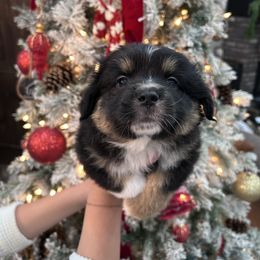 Pink collar girl - Black tri female Miniature Australian Shepherd puppy in Flat Rock, Alabama from Fluffy Butt Acres