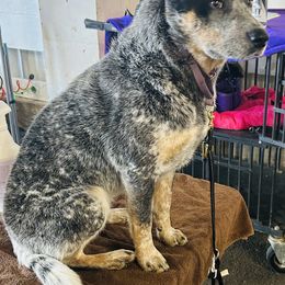 Australian Cattle Dog and French Bulldog Puppies from Sugarloaf French bulldogs and Australian cattle dogs