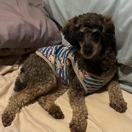 Sadie Rose 🌹 - Poodle