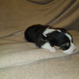 Pembroke Welsh Corgi Puppies from Wesley Newby