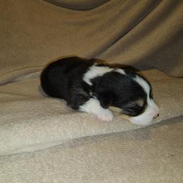 Pembroke Welsh Corgi Puppies from Wesley Newby
