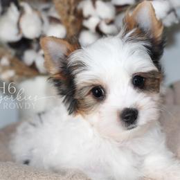 Rowdy - Parti male Yorkshire Terrier puppy in Austin, Texas from H6 Yorkies