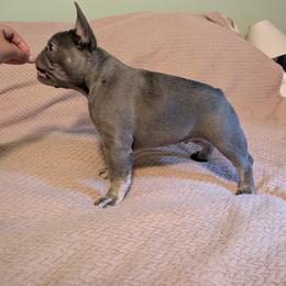 French Bulldog Puppies from Sonoma Fabulous Frenchies