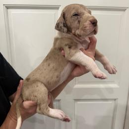 Smoke Bomb - Chocolate male Great Dane puppy in Florida from Beachside Kennels