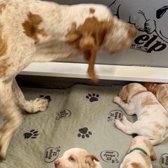 Bracco Italianos and Spinoni Italiani from Caccia Cane Spinone