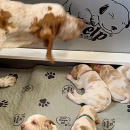 Bracco Italianos and Spinoni Italiani from Caccia Cane Spinone