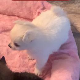 Boy 1 - Cream male Pomeranian puppy in Gotha, Florida from Jazzi’s Poms