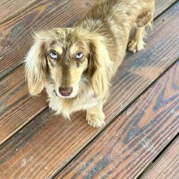 Ethel - Dachshund