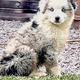 Miniature Australian Shepherds and Toy Australian Shepherds from Sand Creek Toy and Mini aussies