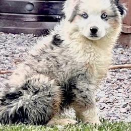 Miniature Australian Shepherds and Toy Australian Shepherds from Sand Creek Toy and Mini aussies