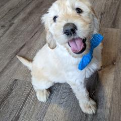 Boy 7 - Cream Goldendoodle puppy in Texas from Hoppi Sensory Doodles