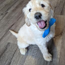 Boy 7 - Cream Goldendoodle puppy in Texas from Hoppi Sensory Doodles