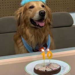 Golden Retriever All Grown Up from South Wind Kennel