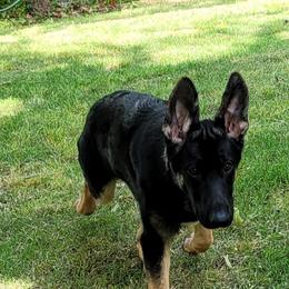 German Shepherd Puppies from Sevilla German Shepherds