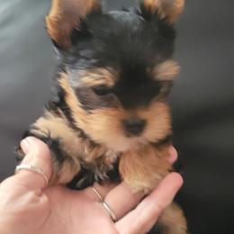 BLAZE - Black and tan male Yorkshire Terrier puppy in Chickasha, Oklahoma from SISSYS YORKIES