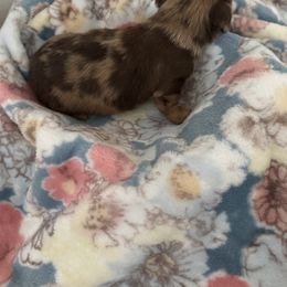 Dachshund Puppies from Twinkle Dachs