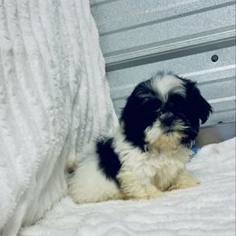AKC Ash - Black and white male Shih Tzu puppy in Elgin, South Carolina from Silver Bells Paw Prints
