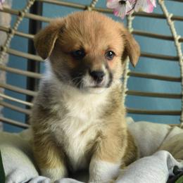 Boy 5 - Pembroke Welsh Corgi puppy in Gig Harbor, Washington from Pacific Northwest Pembroke Welsh Corgis