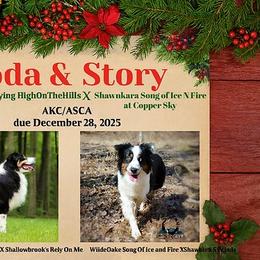 Australian Shepherd puppies from Copper Sky Aussies & Mini American Shepherds