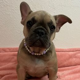 Dorothy - Blue fawn female French Bulldog puppy in Blountstown, Florida from Fairytale French Bulldogs of Florida
