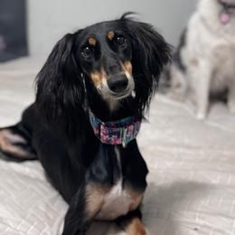 Sahara - Saluki