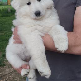 German Shepherd Puppies from Von Holtzapple German shepherds