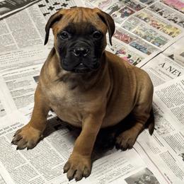 Yellow - Red male Bullmastiff puppy in South Attleboro, Massachusetts from Bessettes Bullies