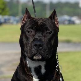 Count - American Staffordshire Terrier