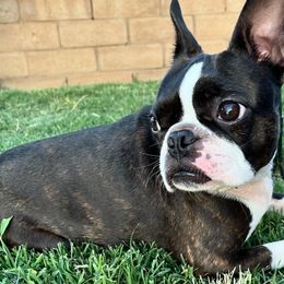 Boston Terriers from Dark Side of the Moon Boston Terriers