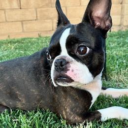 Boston Terriers from Dark Side of the Moon Boston Terriers