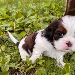 BamBam - Brindle and white male Cavatzu puppy in Saint Paul, Minnesota from Amy’s Puppy Tzu