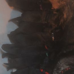 German Shepherd Puppies from Shepherds Vom BLR Haus