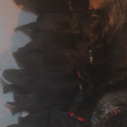 German Shepherd Puppies from Shepherds Vom BLR Haus